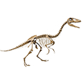 Eoraptor